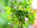 Tulsi Leaves Benefits : अरे व्वा! उपाशीपोटी खा 'तुळशीची पानं', होतील 'हे' जबरदस्त फायदे - Marathi News | what happens when you have tulsi for ten day in an empty stomach | Latest sakhi News at Lokmat.com