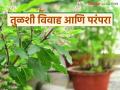 Tulshi Vivah : तुळशीचे लग्न का लावतात? जाणून घेऊयात तुळशी विवाहाची परंपरा आणि कथा - Marathi News | Latest News tulshiche lagn what is tradition and story of Tulsi vihah see details | Latest agriculture News at Lokmat.com