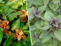 इम्युनिटी वाढविणाऱ्या तुळस, अश्वगंधाच्या रोपांना मागणी - Marathi News | Demand for immunity enhancing Tulsi, ashwagandha plants | Latest akola News at Lokmat.com