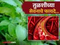 कोलेस्ट्रॉल कमी करण्यासाठी तुळशीच्या पानांचं कसं करावं सेवन? आयुर्वेद डॉक्टर म्हणाले... - Marathi News | Ayurveda Doctor told how to use tulsi leaf to get more benefits of it | Latest health News at Lokmat.com