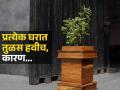लय भारी! घरात तुळस लावल्याने काय होतं? आयुर्वेदिक डॉक्टरने सांगितले जबरदस्त फायदे - Marathi News | why every home needs tulsi plant know benefits of tulsi at home from ayurvedic doctor | Latest sakhi News at Lokmat.com