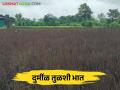 शेतातील तण हटवण्यासाठी शेतकरी करतायत या भाताची लागवड - Marathi News | Farmers cultivate this rice to control weeds from the fields | Latest agriculture News at Lokmat.com
