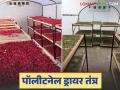 पॉलीटनेल सोलर ड्रायरच्या मदतीने सुरु करा फळे व भाजीपाला वाळविण्याचा व्यवसाय; वाचा सविस्तर - Marathi News | Start a fruit and vegetable drying business with the help of polytunnel solar dryer; Read in detail | Latest agriculture News at Lokmat.com