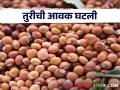 Tur Market : तूर आवक मंदावली, क्विंटलमागे सरासरी बाजारभाव काय मिळतोय?  - Marathi News | Latest News Todays Tur Market price in market yard check here tur bajarbhav | Latest agriculture News at Lokmat.com