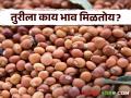 Tur Bajarbhav : लातूर बाजार समितीत पांढऱ्या तुरीला काय भाव? वाचा सविस्तर बाजारभाव  - Marathi News | Latest News Todays Tur Bajarbhav in market yard check here tur market price | Latest agriculture News at Lokmat.com