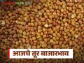 राज्यात आज तुरीला कुठे मिळतोय किती दर? वाचा आजचे तूर बाजारभाव - Marathi News | Where is tur being sold in the state today? Read today's tur market price | Latest agriculture News at Lokmat.com
