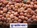 Tur Bajar Bhav : राज्याच्या बाजारात तूर खातेय का भाव? वाचा आजचे तूर बाजारभाव - Marathi News | Tur Bazaar Bhav: Is the price of tur falling in the state market? Read today's tur market price | Latest agriculture News at Lokmat.com
