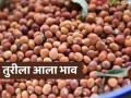 tur bajar bhav : अकोल्यात तुरीला कमालीचा दर; उत्पादन घटूनही बाजारभाव स्थिर - Marathi News | latest news Tur bajar bhav: Tur price is very high in Akola; Market price stable despite decrease in production | Latest agriculture News at Lokmat.com