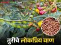 Tur Variety तुरीचे अधिक उत्पादन देणारे लोकप्रिय वाण कोणते? - Marathi News | Tur Variety; What are the popular varieties of Tur with high yield? | Latest agriculture News at Lokmat.com