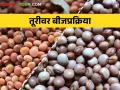 Tur तूर पिकात मर रोग येऊन द्यायचा नसेल तर पेरणी अगोदर करा ह्या उपाययोजना - Marathi News | If you don't want to get wilt disease in the tur crop, take these measures before sowing | Latest agriculture News at Lokmat.com