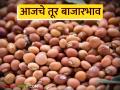Tur bajar bhav : तूर बाजारात भरघोस आवक; दर स्थिरावले वाचा सविस्तर - Marathi News | latest news Tur bajar bhav: Huge arrival in the tur market; Prices have stabilized Read in detail | Latest agriculture News at Lokmat.com