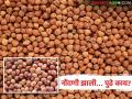 Tur, Chana Procurement : तूर-हरभरा खरेदी सुरू होणार कधी? शेतकऱ्यांचा सवाल - Marathi News | latest news Tur, Chana Procurement : When will the procurement of tur-gram start? Read the farmers' question in detail | Latest agriculture News at Lokmat.com