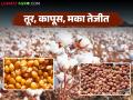 Tur Cotton Makka Market :'या' बाजारात तूर, कापूस, मका सगळेच तेजीत; जाणून घ्या काय मिळतोय भाव - Marathi News | latest news Tur Cotton Makka Market: Tur, cotton, maize are all booming in 'this' market; know what prices are being obtained | Latest agriculture News at Lokmat.com