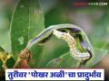 Tur Crop Management : बहरात असलेल्या तुरीवर पोखर अळीचा कहर; तातडीची उपाययोजना वाचा सविस्तर - Marathi News | latest news Tur Crop Management: Bollworm wreaks havoc on blooming Tur; Read the urgent measures in detail | Latest agriculture News at Lokmat.com