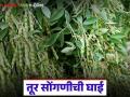 Tur Crop Harvesting : ढगांनी वाढवली शेतकऱ्यांची चिंता; पावसाच्या भीतीने तूर सोंगणीसाठी रात्रंदिवस धावपळ - Marathi News | latest news Tur Crop Harvesting: Clouds increase farmers' concerns; Fear of rain prompts them to rush day and night to harvest Tur | Latest agriculture News at Lokmat.com