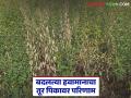 Tur Crop Management : बदलत्या हवामानाचा तूर पिकावर परिणाम; तज्ज्ञांनी सांगितले 'हे' उपाय वाचा सविस्तर - Marathi News | latest news Tur Crop Management: Impact of changing climate on Tur crop; Experts suggested 'this' solution Read in detail | Latest agriculture News at Lokmat.com