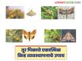 Tur Crop Pest Control : तूर पिकाचे रक्षण कसे कराल? तज्ज्ञांनी सांगितले एकात्मिक किड व्यवस्थापनाचे उपाय - Marathi News | latest news Tur Crop Pest Control: How to protect the Tur crop? Experts told about integrated pest management solutions | Latest agriculture News at Lokmat.com
