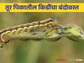 तूर पिकातील किडींच्या नियंत्रणासाठी ह्या आहेत सोप्या तीन पद्धती - Marathi News | Here are three simple methods for pest control in tur pigeon pea crops | Latest agriculture News at Lokmat.com