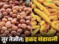 Tur, Halad Market : तुरीने मारली बाजी; हळदीचा बाजार थंडावला वाचा सविस्तर - Marathi News | latest news Tur, Halad Market: Tur won the bet; Turmeric market cooled down. Read in detail | Latest agriculture News at Lokmat.com