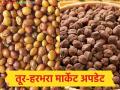 Tur Harbhara Market : तूर-हरभरा मार्केट अपडेट ; 'या' बाजारात दरात उसळी, कुठे घसरले भाव? - Marathi News | latest news Tur Harbhara Market: Tur-Harbhara Market Update: Prices have jumped in this market, where have prices fallen? | Latest agriculture News at Lokmat.com