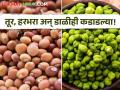 तूर, हरभरा शेतकऱ्यांना दिलासा, कसा मिळतोय बाजारभाव, वाचा सविस्तर  - Marathi News | Latest News Tur, gram farmers get relief, how market price is getting, read in detail | Latest agriculture News at Lokmat.com