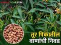 तूर पिकात काढणीच्या कालावधीनुसार व पिक पद्धतीप्रमाणे वाण कसे निवडाल? - Marathi News | How to select varieties according to harvesting period and cropping method in tur crop? | Latest agriculture News at Lokmat.com