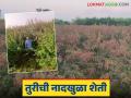 Farmer Success Story : दौंड तालुक्यातील कापसे बंधूंची कमाल; सहा एकर तूर शेतीवर ड्रोनने फवारणी अन् एका झाडाला बाराशे शेंगा - Marathi News | Farmer Success Story : The hard work of Kapse brothers from Daund taluka; Twelve hundred pods from one pigeon pea plant tree | Latest agriculture News at Lokmat.com
