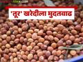 Tur Kharedi : हमीभावाने तूर खरेदी ऑनलाईन नोंदणीसाठी ३० दिवसांची मुदतवाढ - Marathi News | Tur Kharedi : 30 days extension for tur procurement online registration with minimum support price | Latest agriculture News at Lokmat.com