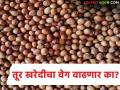 Tur Kharedi : तूर खरेदीचा वेग वाढणार का? दीड महिन्यात साडेतीन टक्केच खरेदी - Marathi News | latest news Tur Kharedi: Will the pace of tur purchases increase? Only three and a half percent purchases in one and a half months | Latest agriculture News at Lokmat.com