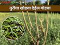 ठेवा तुरीचा खोडवा, वाढवा प्रपंचात गोडवा - Marathi News | Keep the pigeon pea tur ratoon crop, increase additional the income | Latest agriculture News at Lokmat.com