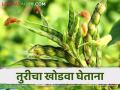 Tur Khodva : तुरीचा खोडवा कधी ठेवावा अन् काय काळजी घ्यावी? जाणून घ्या सविस्तर  - Marathi News | Latest News tur Khodva Niyojan Care to be taken while keeping the Tur khodva see details | Latest agriculture News at Lokmat.com