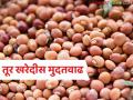 Tur Kharedi : तूर खरेदीची मुदत वाढली; अजून किती दिवस मिळाले? लगेच जाणून घ्या - Marathi News | | Latest agriculture News at Lokmat.com