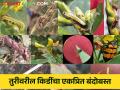 तूर पिकातील किडींचे एकात्मिक व्यवस्थापन करण्यासाठी उपाय - Marathi News | Solutions for integrated pest management in tur pigeon pea crop | Latest agriculture News at Lokmat.com
