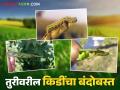 तूरीवरील शेंगा पोखरणाऱ्या अळ्यांचे कसे कराल व्यवस्थापन वाचा सविस्तर - Marathi News | How to manage pod borers in pigeon pea on tur crop Read more in details | Latest agriculture News at Lokmat.com