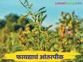 आंतरपिकासाठी हे कडधान्य वर्गीय पिक ठरतंय उत्तम पर्याय - Marathi News | This pulse crop is the best option for intercropping in kharif | Latest agriculture News at Lokmat.com
