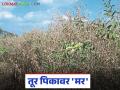 Tur Mar Rog : जमिनीतील वाढत्या आर्द्रतेने तुरीवर 'मर'; 'या' करा उपाययोजना - Marathi News | latest news Tur Mar Rog: Tur 'dies' due to increasing moisture in the soil; 'Come' and take measures | Latest agriculture News at Lokmat.com