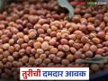 Tur Bajarbhav : 'या' बाजारात तुरीची दमदार आवक; दर वाढतील की घसतील? वाचा सविस्तर - Marathi News | latest news Tur Bajarbhav: Strong arrival of tur in 'this' market; Will prices increase or decrease? Read in detail | Latest agriculture News at Lokmat.com