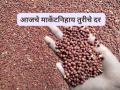 गज्जर तुरीपासून ते लाल तुरीपर्यंत, कुठल्या तुरीला सर्वाधिक मार्केट मिळतंय? वाचा सविस्तर  - Marathi News | Latest News Pigeon pea Tur prices in Maharashtra's market yards on January 31 | Latest agriculture News at Lokmat.com