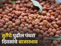 Tur Market : जूनचे पुढील पंधरा दिवस तुरीचे भाव कसे राहतील? वाचा सविस्तर  - Marathi News | latest news How will prices of tur be in June 2025 compared to last year Read in detail | Latest agriculture News at Lokmat.com