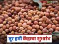 Tur Kharedi : तुरीची शासकीय खरेदी; कसा मिळाला प्रतिसाद वाचा सविस्तर - Marathi News | Tur Kharedi : Government procurement of tur; Read how the response was received in detail | Latest agriculture News at Lokmat.com