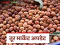 Tur Market Update: नव्या तूरी बाजारात दाखल; कसा मिळतोय दर ते वाचा सविस्तर - Marathi News | Tur Market Update: New Tur has entered the market; Read in detail how to get the price | Latest agriculture News at Lokmat.com