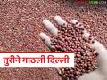 Tur Market : वाशिमची तूर थेट दिल्ली बाजारात; शेतकऱ्यांना क्विंटलमागे मिळाला मोठा नफा - Marathi News | latest news Tur Market: Washim's tur directly to Delhi market; Farmers get big profit per quintal | Latest agriculture News at Lokmat.com