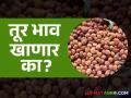 Tur Market : शेतकऱ्यांना आता नव्या तुरीतून अनेक आशा वाचा सविस्तर - Marathi News | Tur Market: Farmers now have many hopes from the new Tur Read in detail | Latest agriculture News at Lokmat.com
