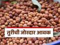 Tur bajar bhav: लातूर, अकोला आणि अमरावती बाजारात तुरीला मिळाला उच्चांकी दर वाचा सविस्तर - Marathi News | latest news Tur bajar bhav: Tur got the highest price in Latur, Akola and Amravati markets. Read in detail | Latest agriculture News at Lokmat.com
