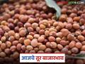 Tur bajar bhav : तुरीच्या दरात मोठा बदल; जाणून घ्या आजचे बाजारभाव सविस्तर - Marathi News | latest news Tur bajar bhav: Big change in the price of tur; Know today's market price in detail | Latest agriculture News at Lokmat.com