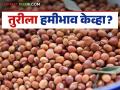 Tur market : तूर खरेदी: शेतकरी, बाजार समिती पदाधिकारी हमीभावासाठी आक्रमक - Marathi News | Tur market: Tur purchase: Farmers, market committee officials aggressive for guaranteed price | Latest agriculture News at Lokmat.com