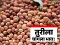 Tur Market : तूर उत्पादकांना दिलासा; मोंढ्यात दररोज बीट सुरू वाचा सविस्तर - Marathi News | latest news Tur Market: Relief for Tur growers; Daily beet starts in Mondha Read in detail | Latest agriculture News at Lokmat.com