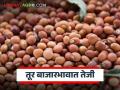 Tur Bajarbhav : तूर बाजारात तेजी; लाल जातीला जबरदस्त भाव वाचा सविस्तर - Marathi News | latest news Tur Bajarbhav: Tur market booming; Red variety fetches huge prices Read in detail | Latest agriculture News at Lokmat.com
