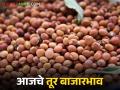 Tur bajar bhav : अकोला टॉपवर, मालेगाव तळात; तुरीचे बाजारभाव जाणून घ्या सविस्तर - Marathi News | latest news Tur bajar bhav: Akola at the top, Malegaon at the bottom; Know the market price of tur in detail | Latest agriculture News at Lokmat.com