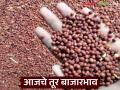 Tur Bajar Bhav : बाजारात तेजी; लाल व पांढऱ्या तुरीला तब्बल 'इतके' रुपये दर वाचा सविस्तर - Marathi News | latest news Tur Bajar Bhav: Boom in the market; Red and white tur are priced at a whopping 'so many' rupees Read in detail | Latest agriculture News at Lokmat.com